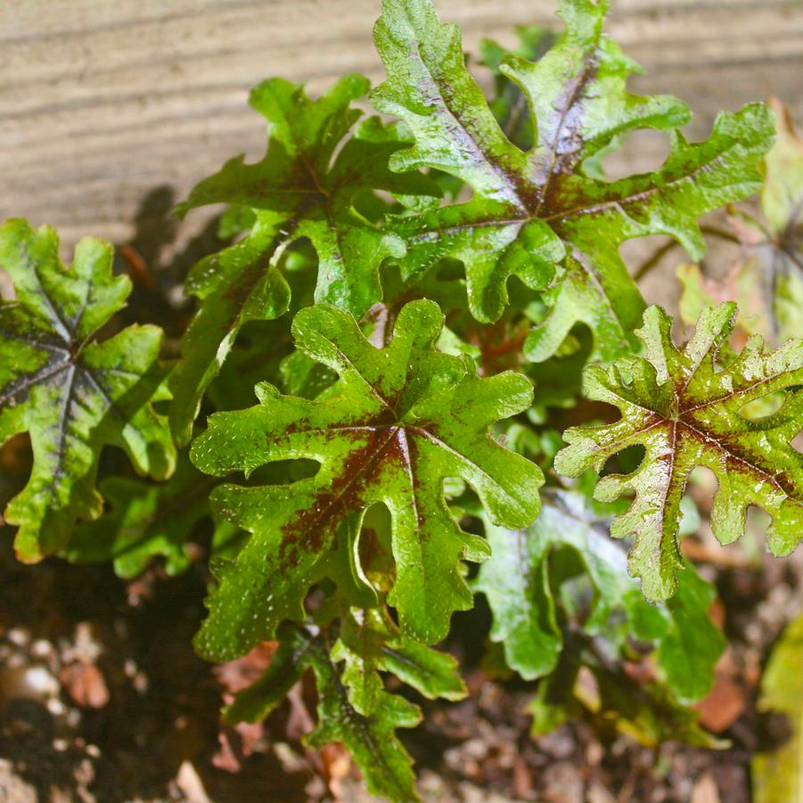 Tiarella cordifolia Fancy Trails