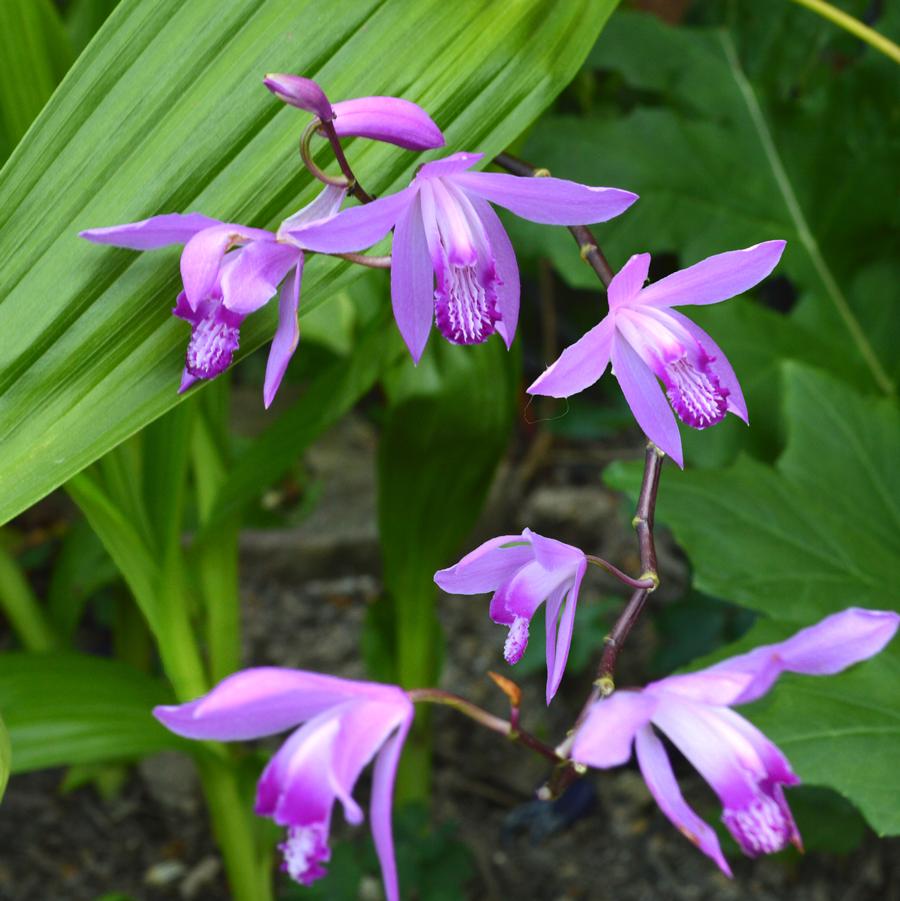 Bletilla striata 