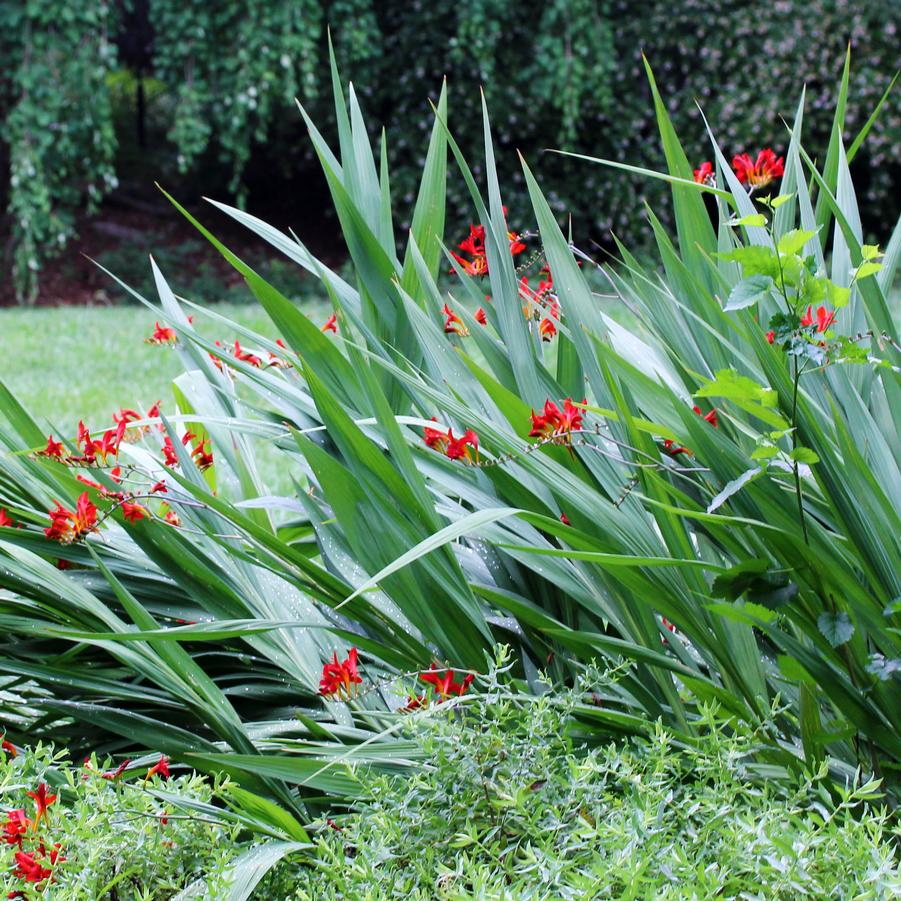 Crocosmia Lucifer