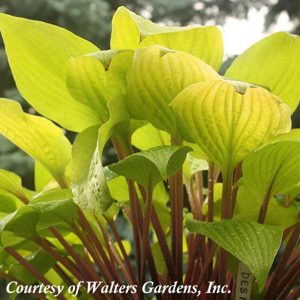 Hosta Designer Genes