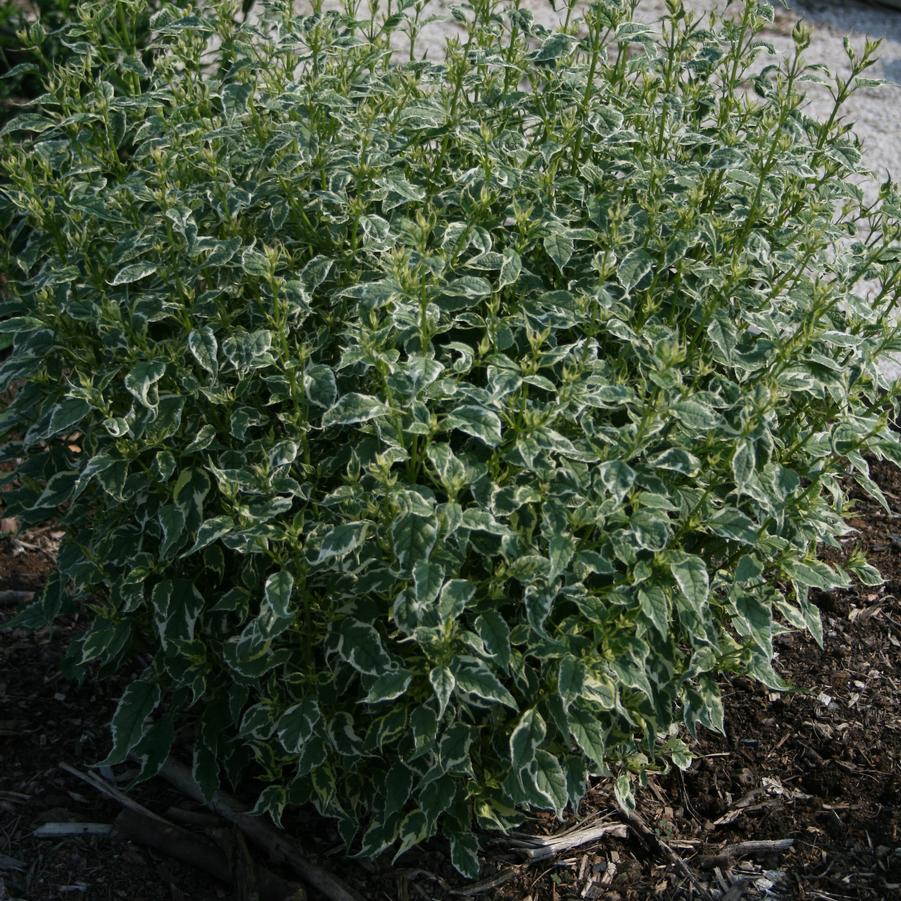 Caryopteris divaricata Snow Fairy