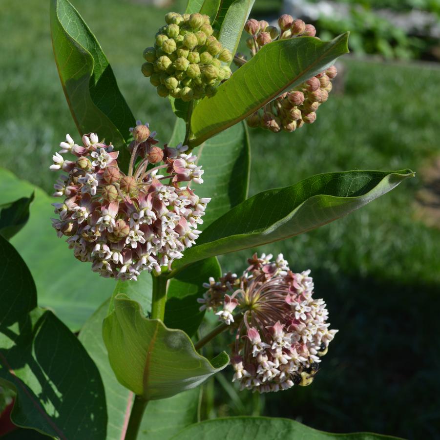 Asclepias syriaca 