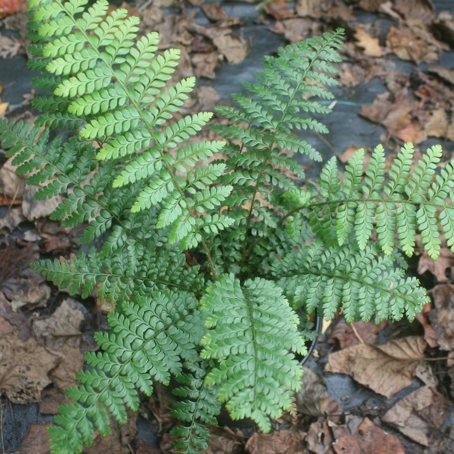 Polystichum x dycei Dyce's Hybrid Holly