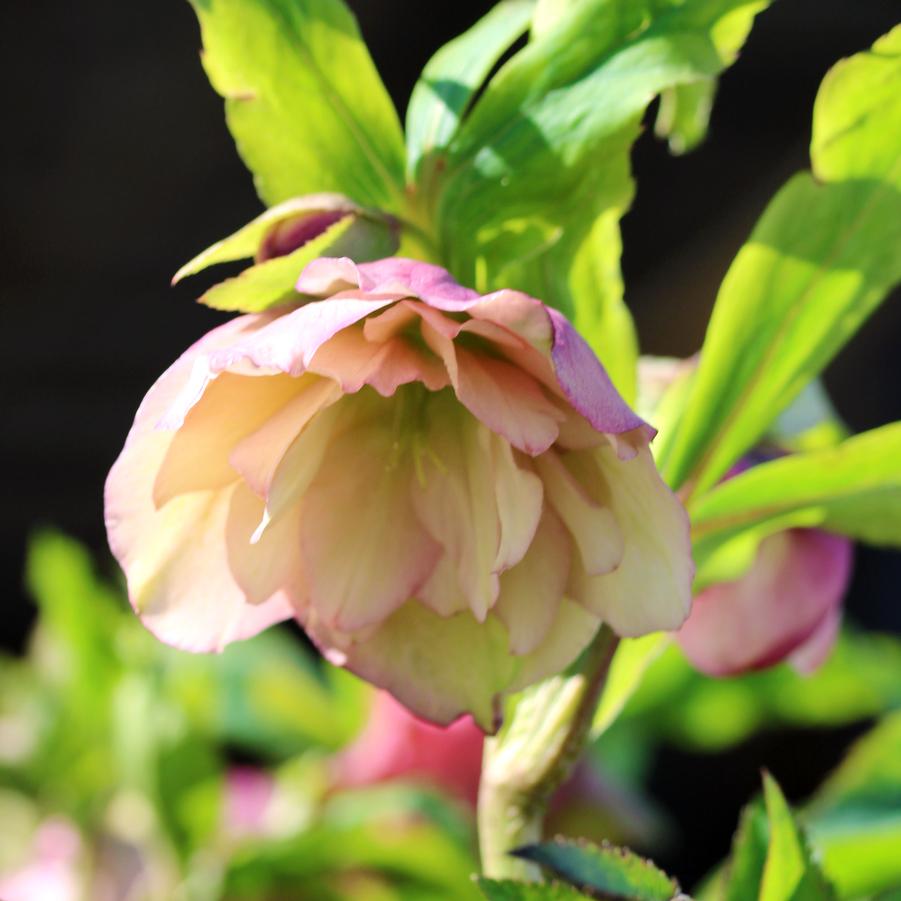 Helleborus Flower Girl