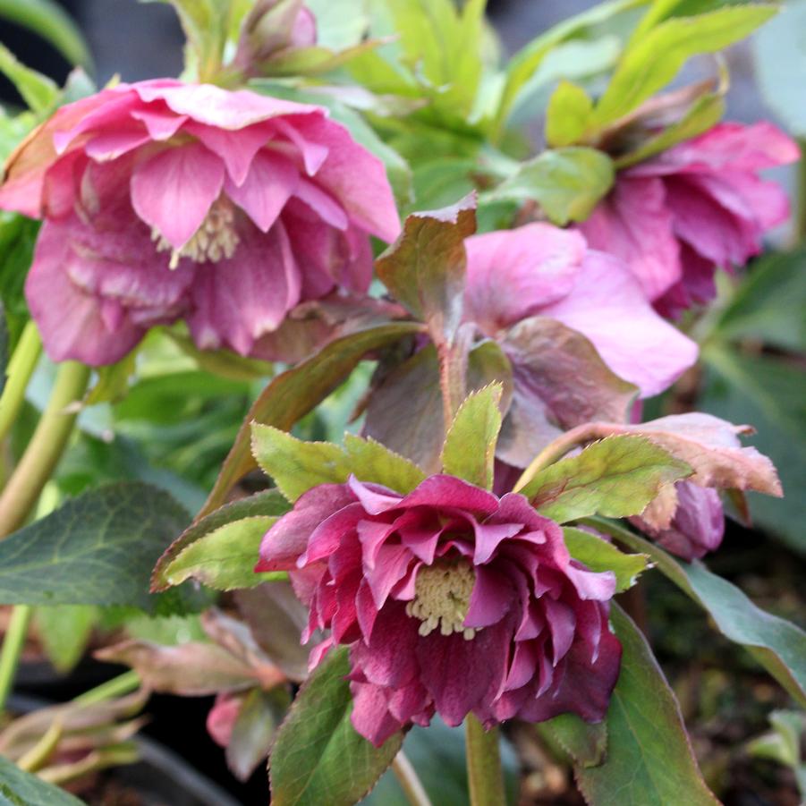 Helleborus Maid of Honor