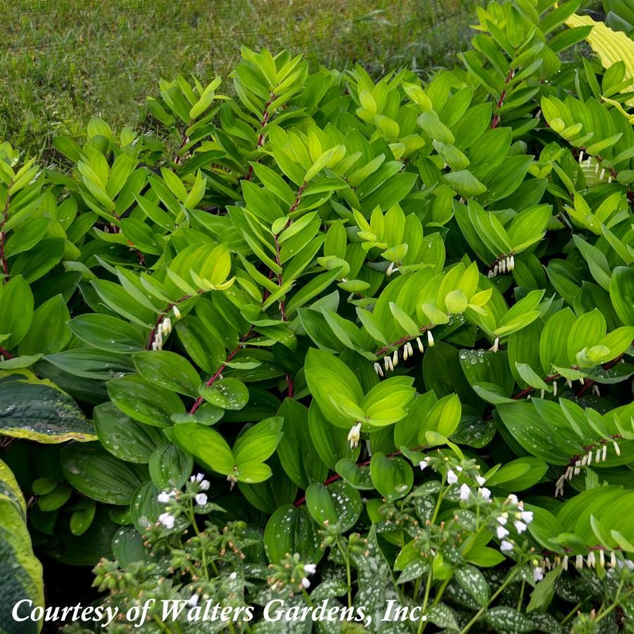 Polygonatum odoratum Ruby Slippers