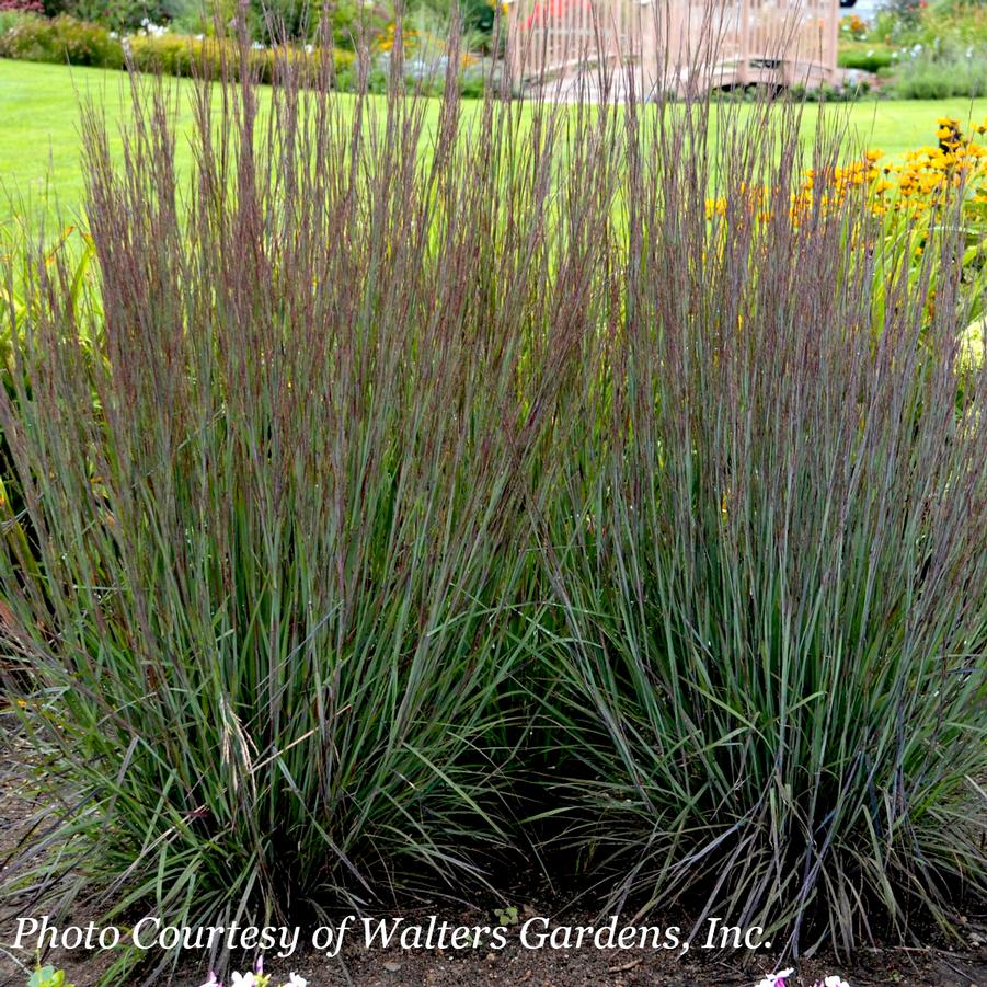 Schizachyrium scoparium Smoke Signal