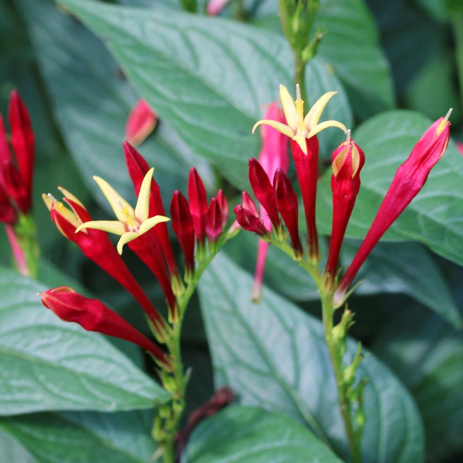 Spigelia marilandica Little Redhead