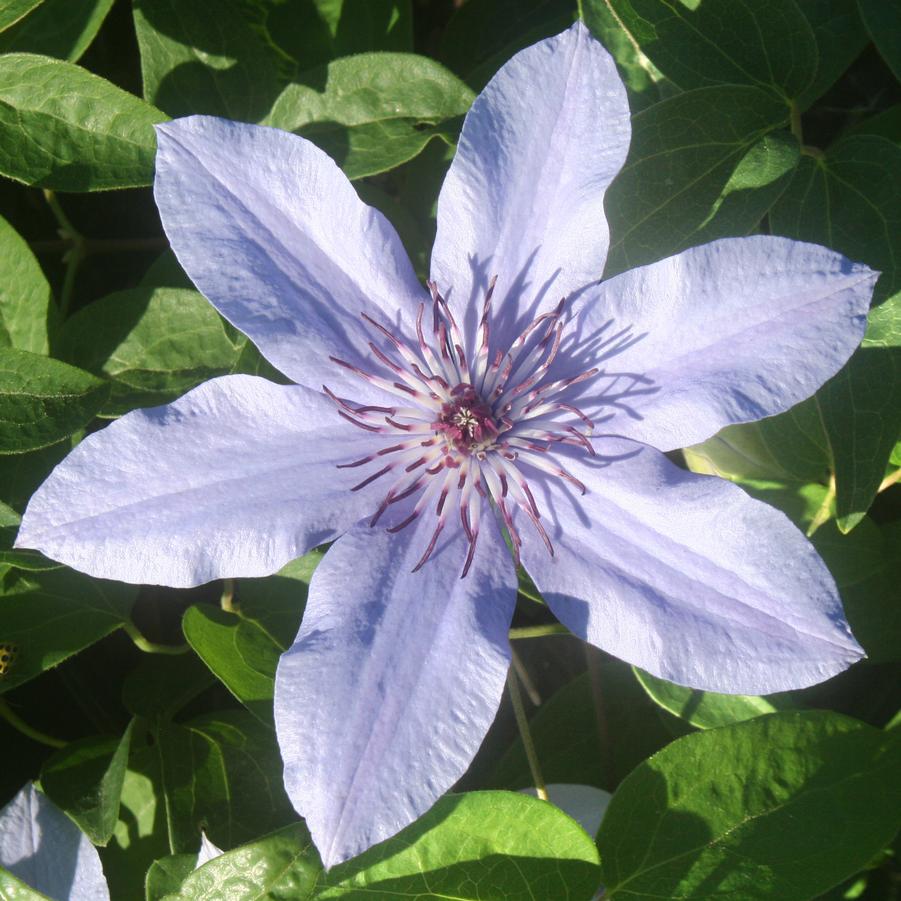 Clematis Bernadine™