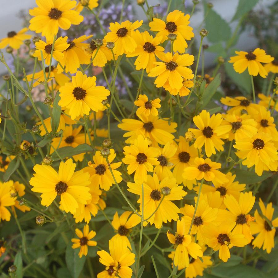 Coreopsis palustris Summer Sunshine