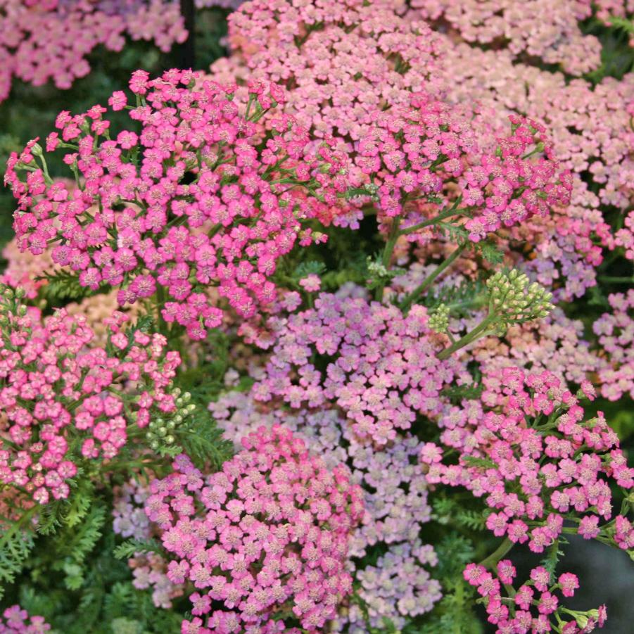 Achillea 'Pink Grapefruit' Yarrow from Sandy's Plants