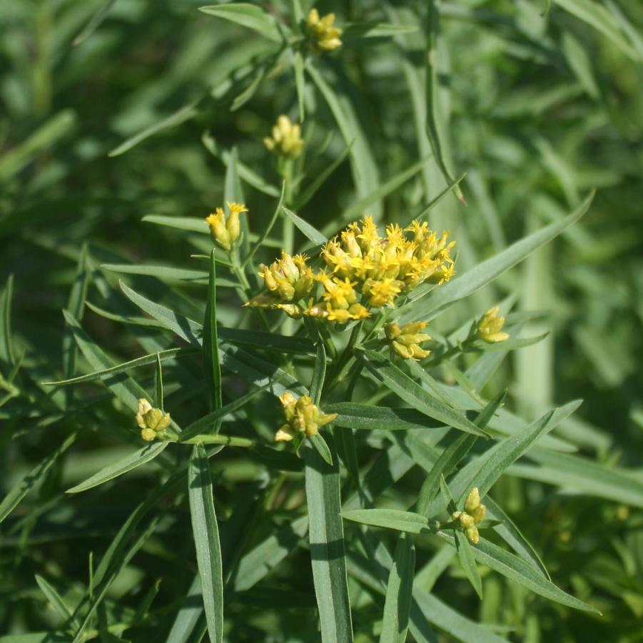 Euthamia caroliniana 