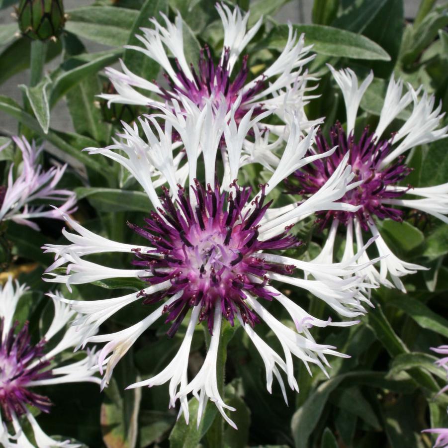 Centaurea montana Amethyst in Snow