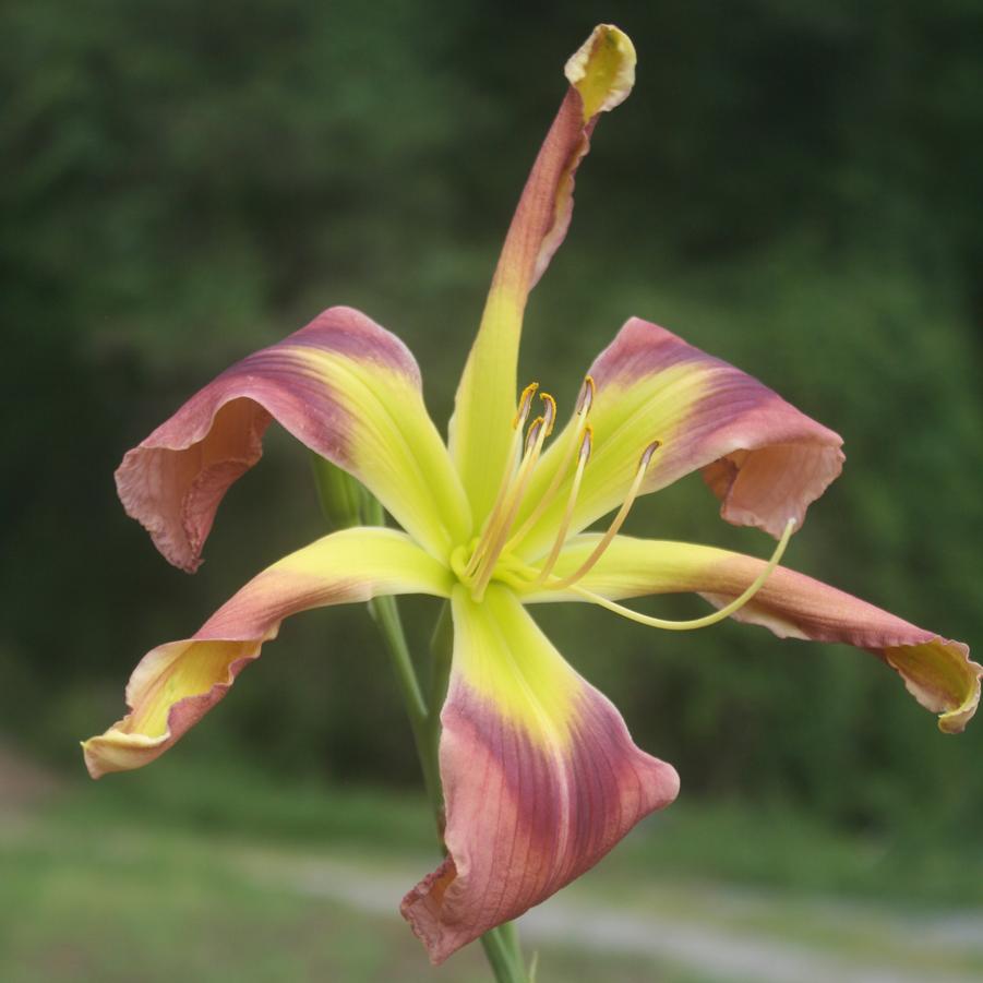 Hemerocallis Rosemary Whitacre