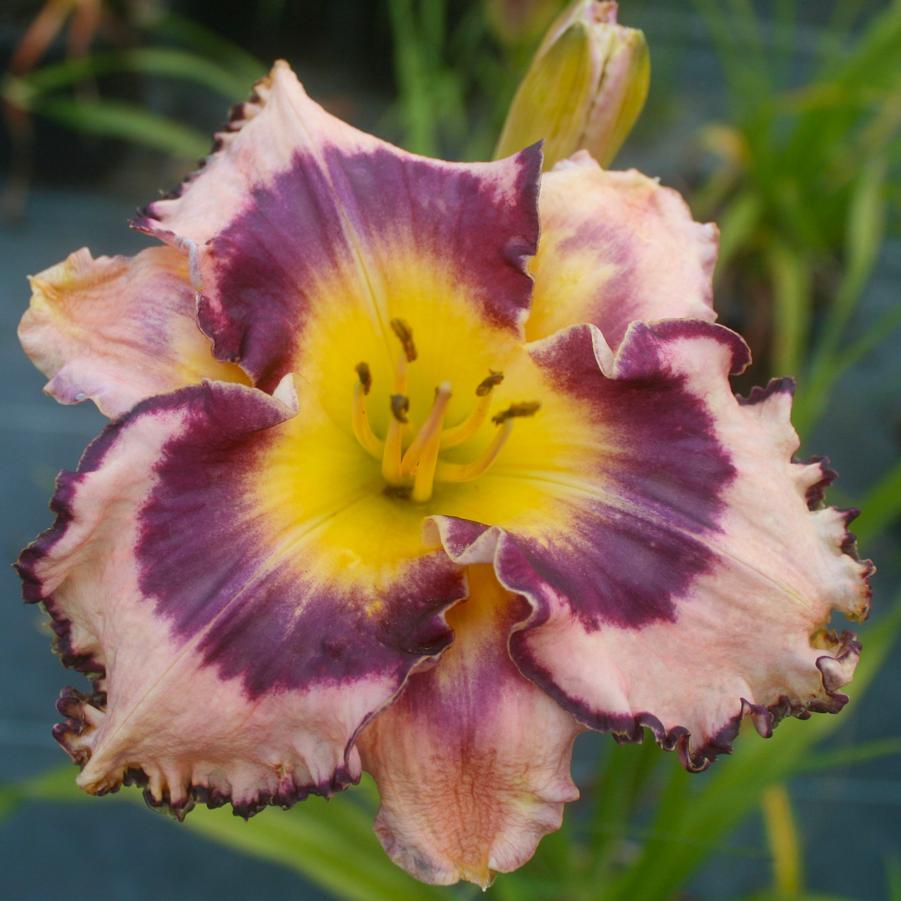 Hemerocallis Sound of My Heart