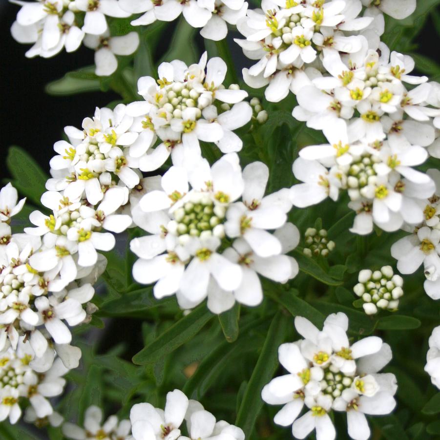 Iberis sempervirens Snowsation