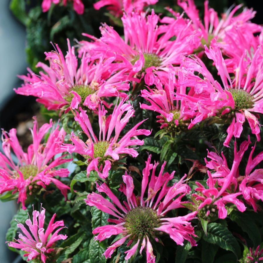 Monarda didyma Electric Neon Pink