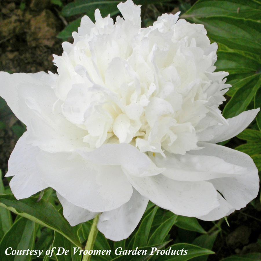 Paeonia lactiflora White Towers