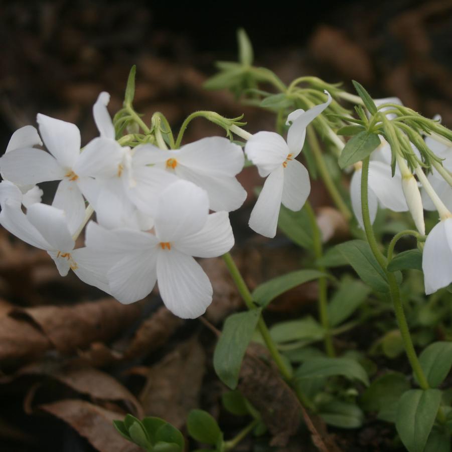 Phlox stolonifera Bruce's White