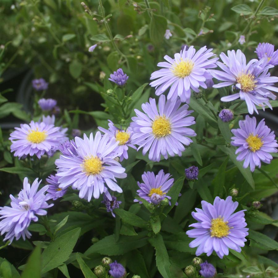 Aster (Symphyotrichum) novi-belgii Marie Ballard