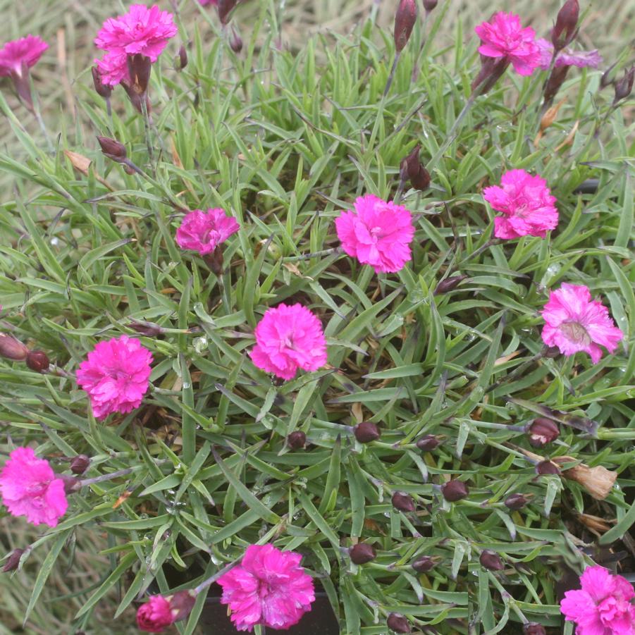 Dianthus Pink Pom Pom