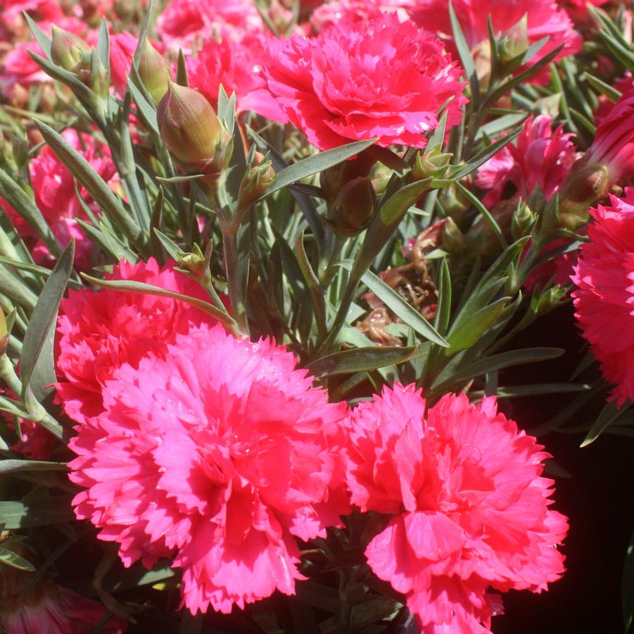 Dianthus caryophyllus 'Allura Red' Pinks from Sandy's Plants