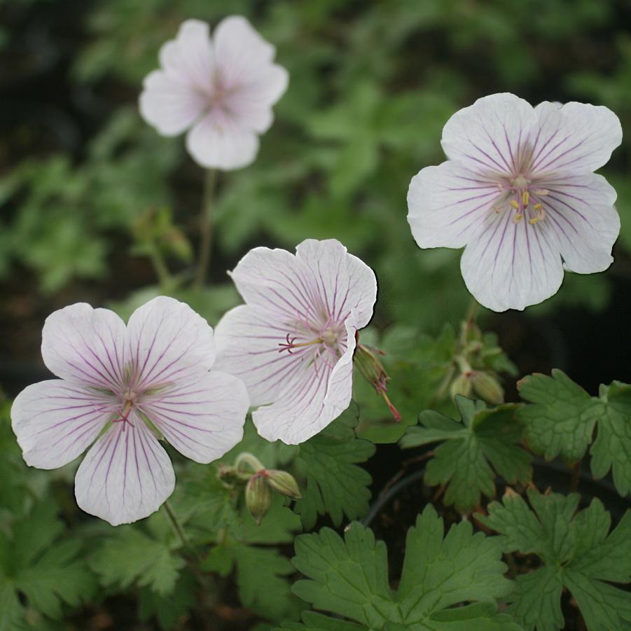 Geranium himalayense Derrick Cook