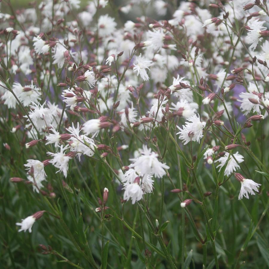 Lychnis flos-cuculi Petit Henri