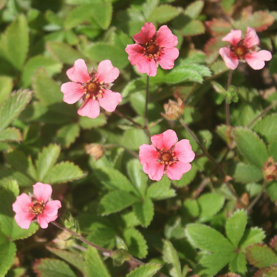 Potentilla nepalensis Shogran