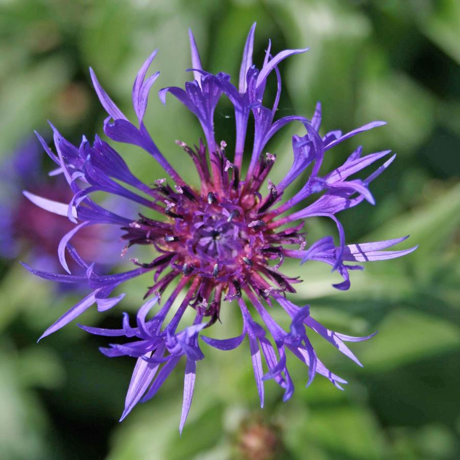 Centaurea montana 