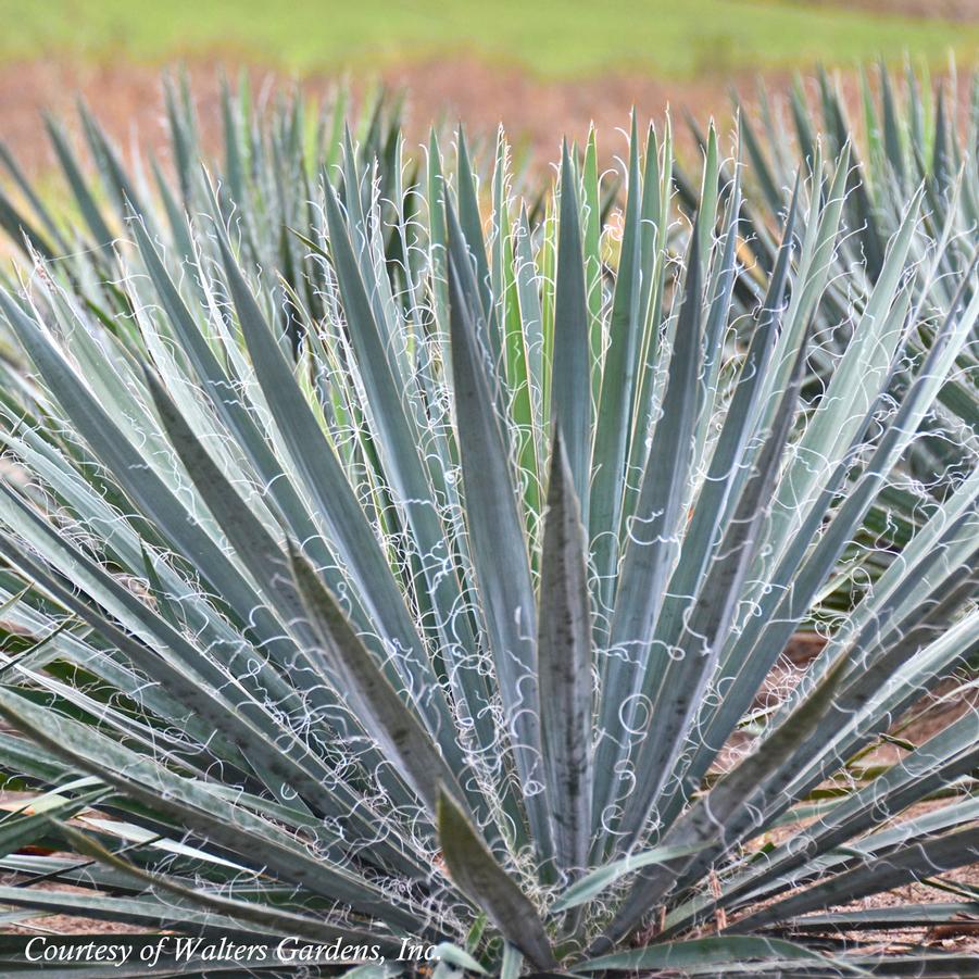 Yucca filamentosa Excalibur