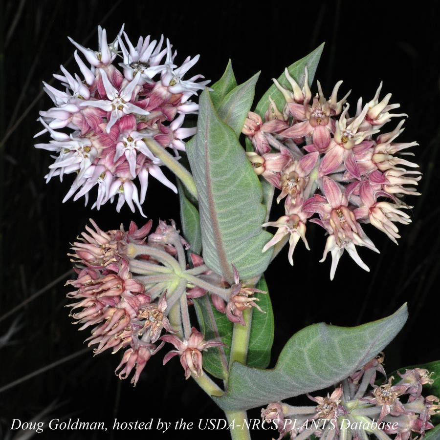 Asclepias speciosa 