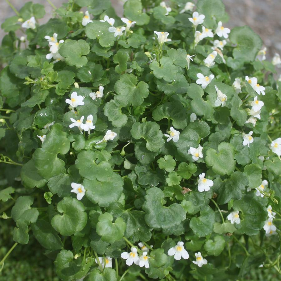 Cymbalaria pallida Albiflora