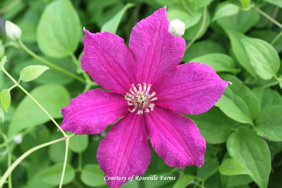 Clematis Cardinal Wyszynski