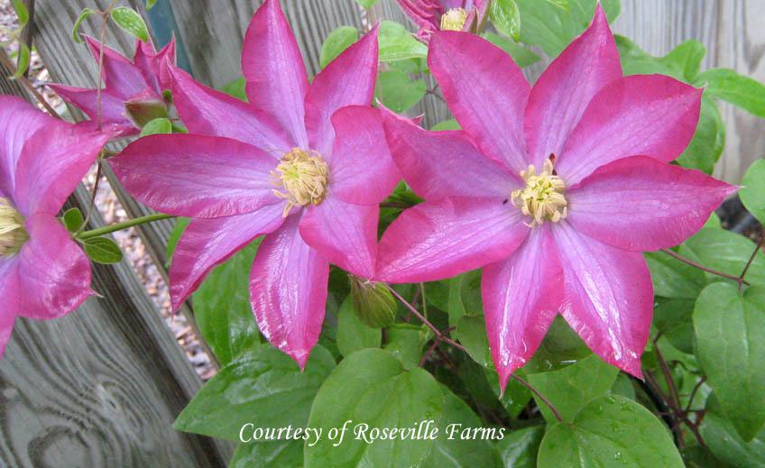 Clematis Pink Champagne