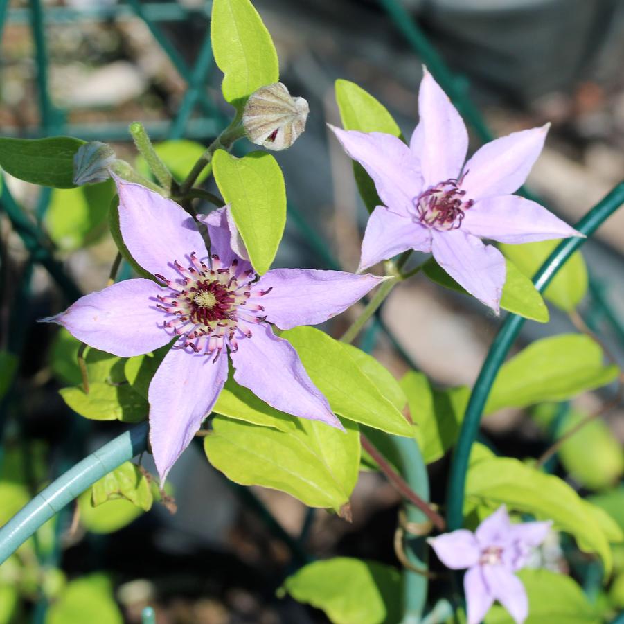 Clematis 'Pink Climador' Clematis from Sandy's Plants
