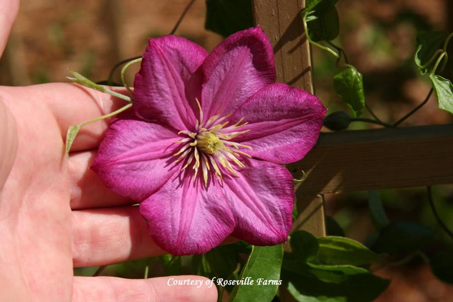 Clematis Ville de Lyon