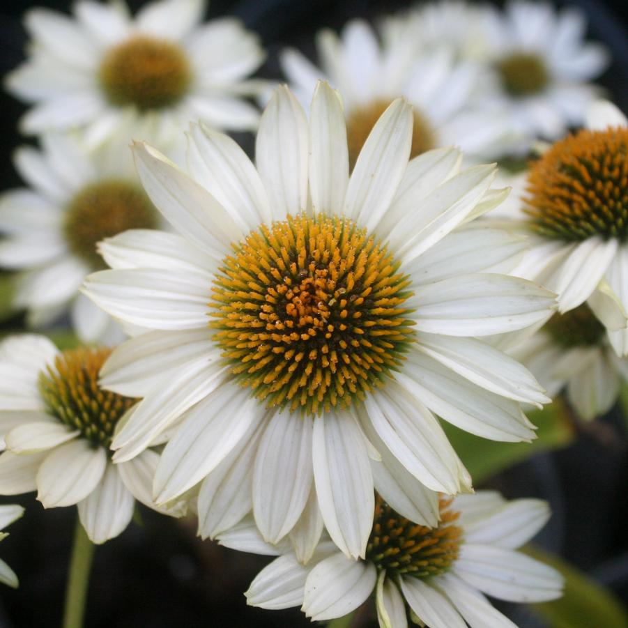 Echinacea purpurea Fragrant Angel