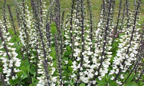 Baptisia alba Ivory Towers