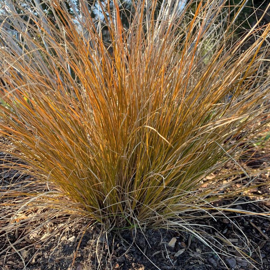 Carex testacea Indian Summer