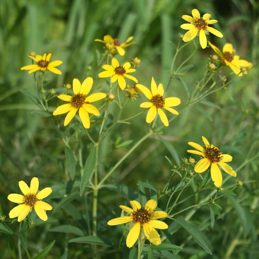 Coreopsis tripteris Gold Standard