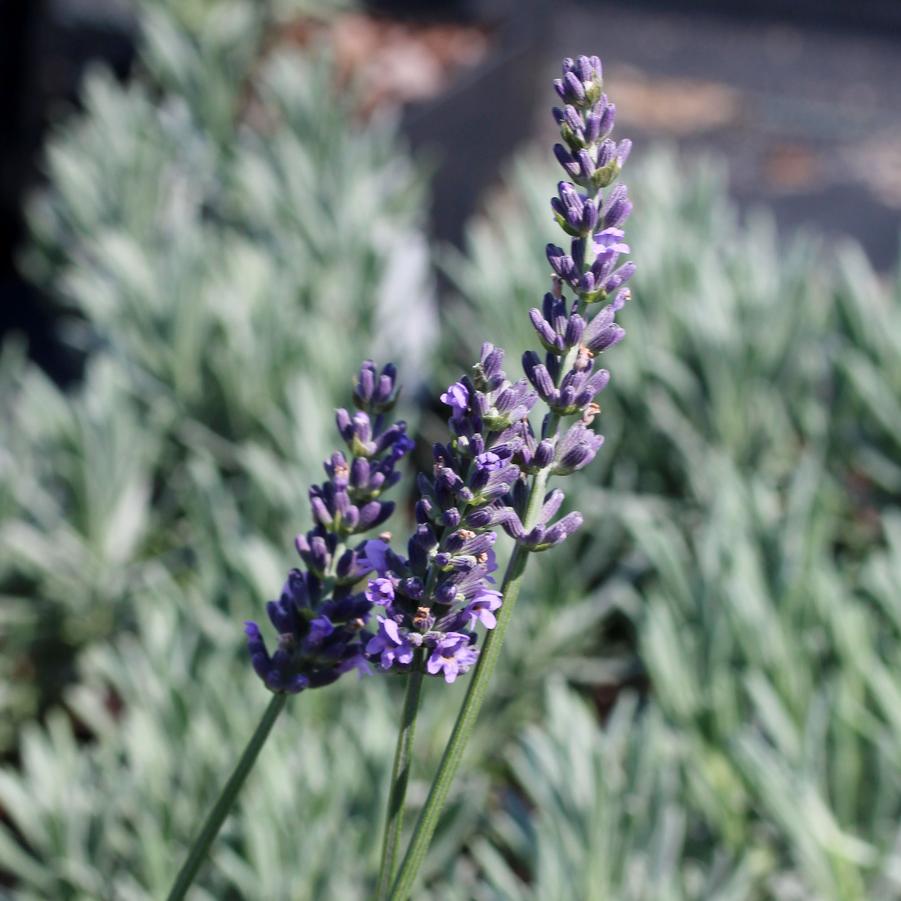 Lavandula intermedia Sensational