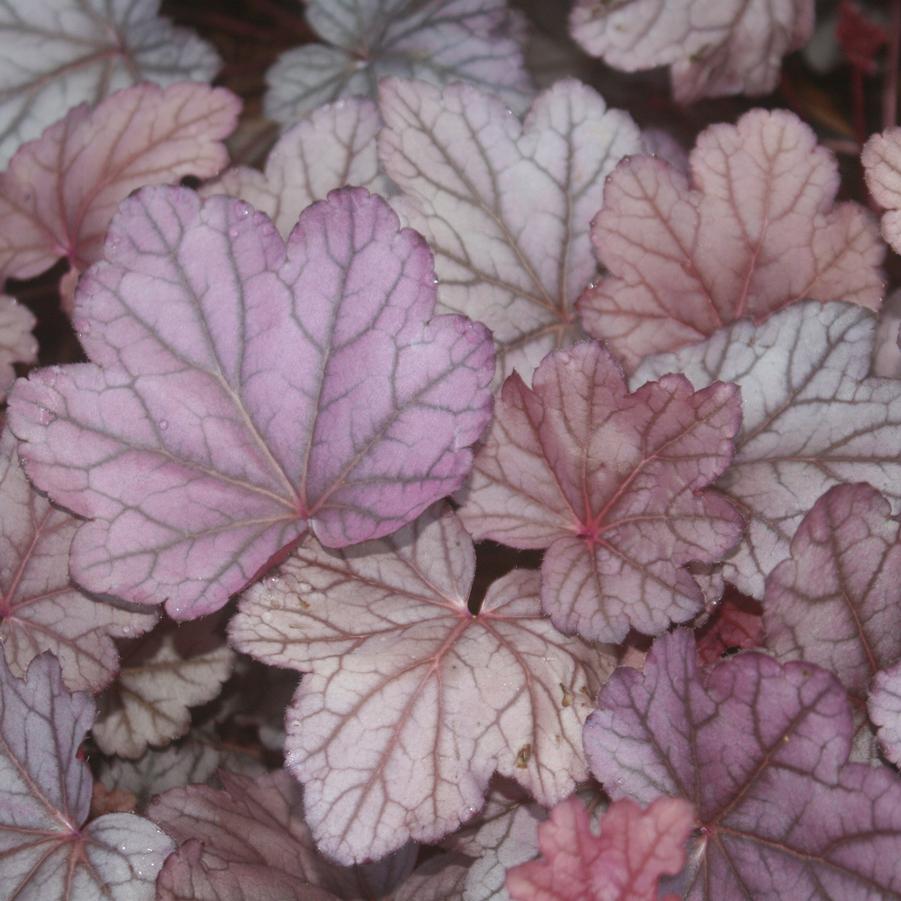 Heuchera Pink Panther