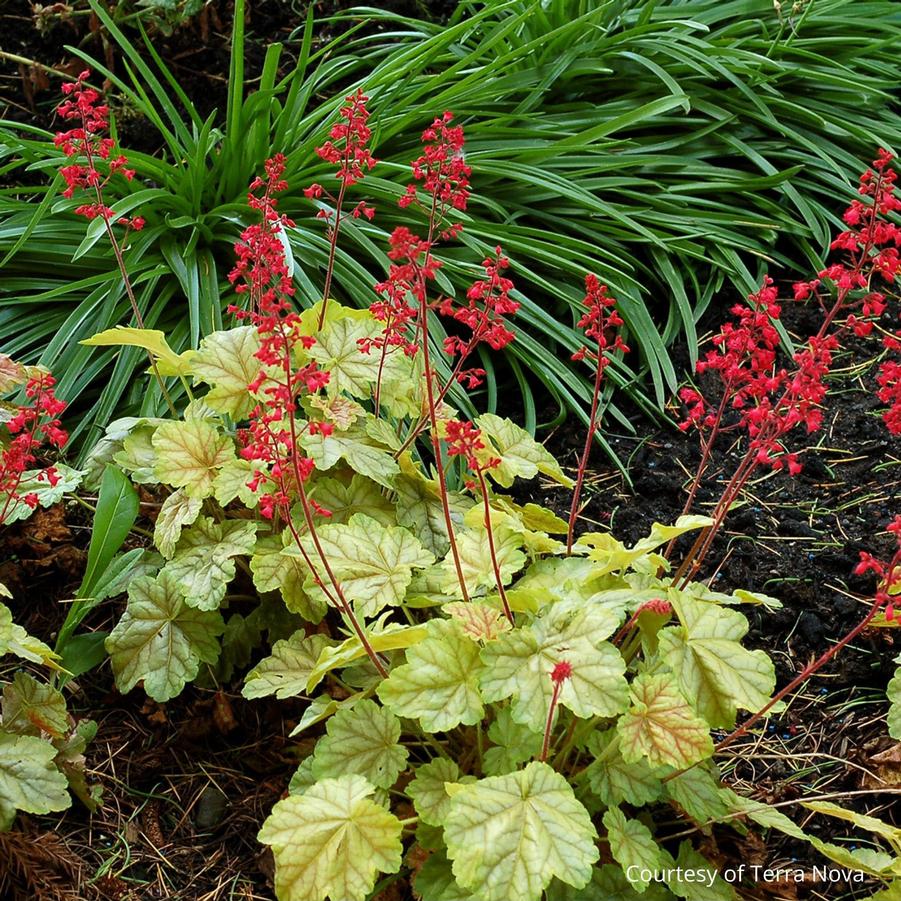 Heuchera Tokyo