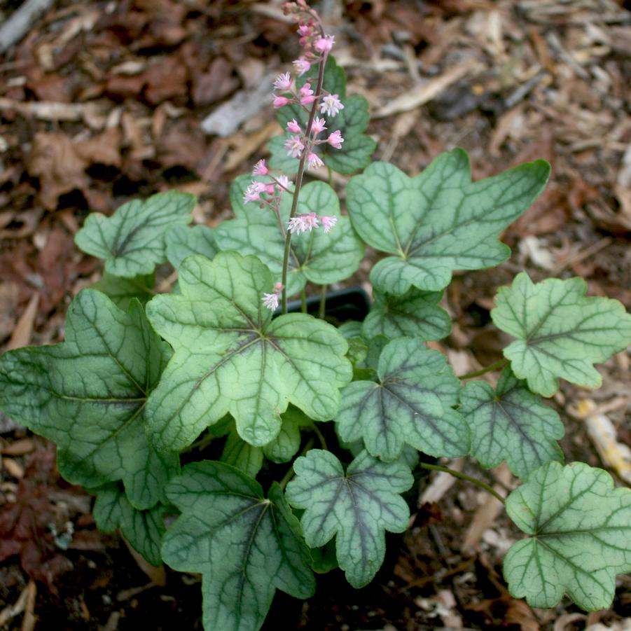 Heucherella Pink Fizz