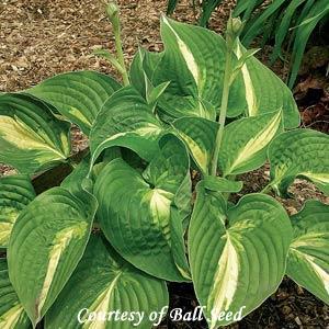 Hosta Ann Kulpa