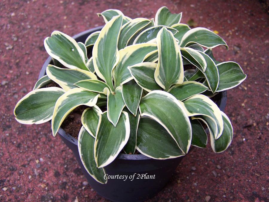 Hosta Funny Mouse