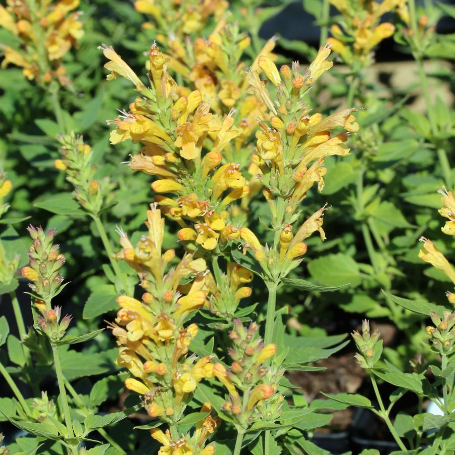 Agastache Poquito Butter Yellow