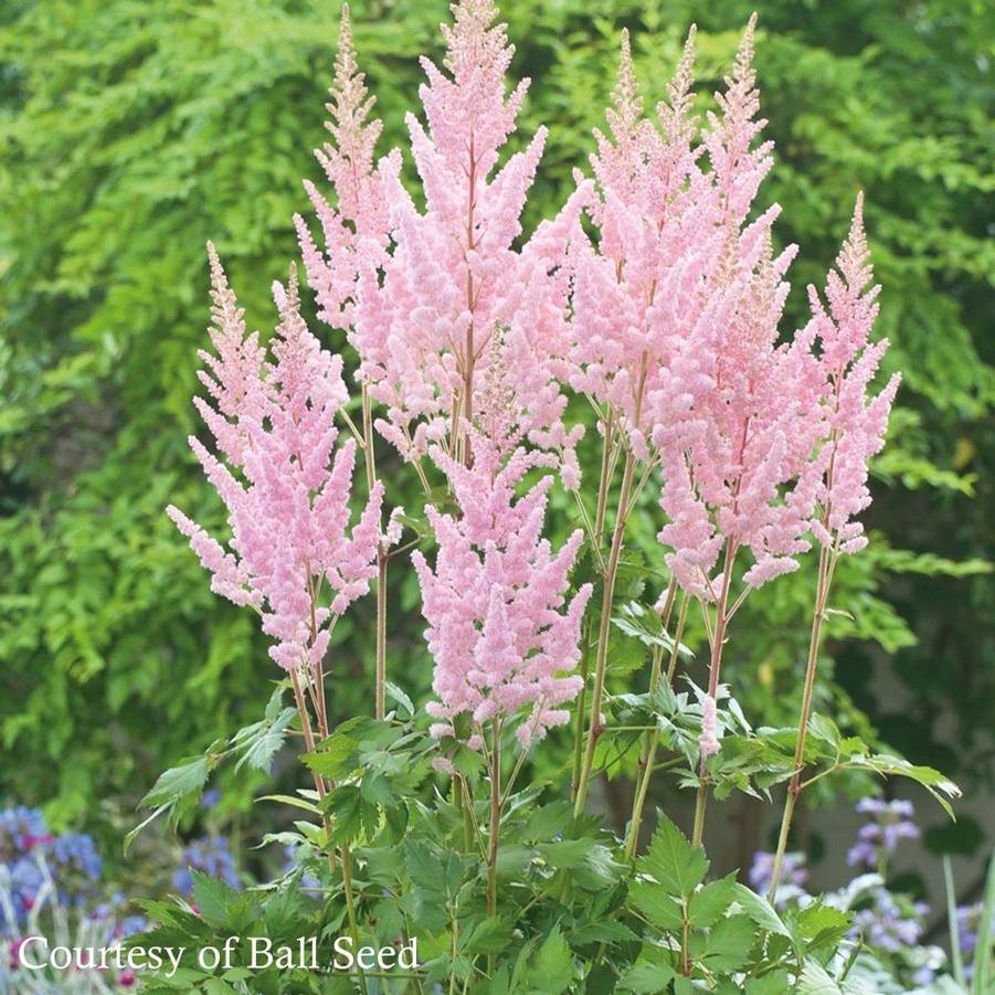 Astilbe chinensis Vision Inferno