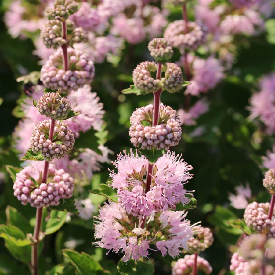 Caryopteris clandonensis Pavilion Pink